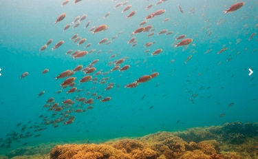 Pesca de arrecife