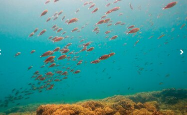 Pesca de arrecife