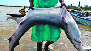 Tiburón, de predador a presa