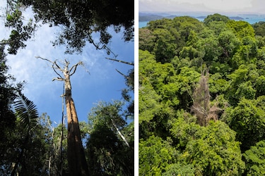 Algunos árboles tropicales resisten el embate de los rayos