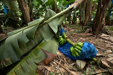 Fincas vacías y sin respuestas en Bocas del Toro: el regreso amargo de mil trabajadores bananeros