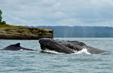 Mayoría de grupos de ballenas jorobadas ya no están en peligro de extinción