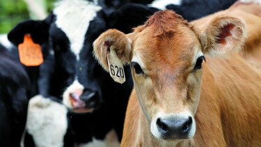 Reglamentan trazabilidad bovina