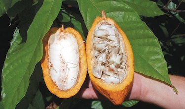 Una misión gastronómica francesa analiza el origen del cacao en Ecuador