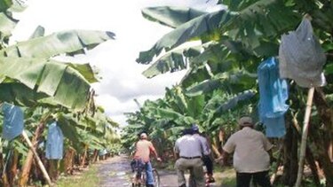 Kieswetter revela venta de 5 mil hectáreas bananeras