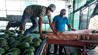 Productores panameños exportan sandía a Holanda