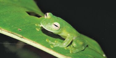 ‘Rana de cristal’ reaparece en bosque de Bolivia