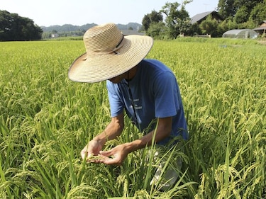 Todo el arroz de Fukushima supera por primera vez los controles de radiación