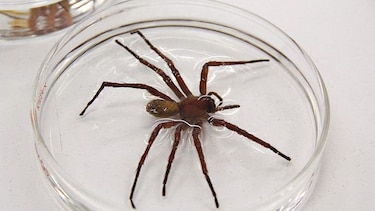 Descubren nueva especie de araña en Baja California