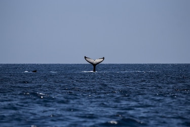 Caza de ballenas: Islandia retoma la actividad después de dos años sin capturas