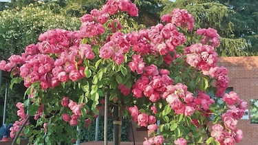 Madrid y su oasis entre rosas