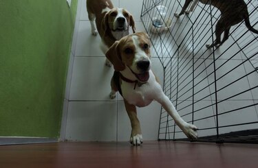 Piden rigor contra el maltrato animal