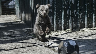 Un refugio en Grecia para osos y lobos traumatizados