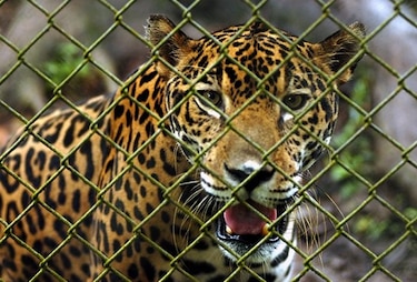 Estudiarán situación del jaguar en Panamá