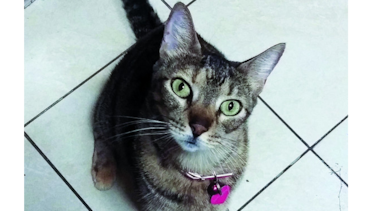 La adorada Maya