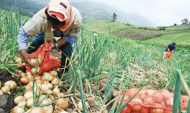 Siembra de cebolla supera las mil hectáreas