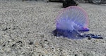 Avistan dos especies marinas peligrosas para los bañistas