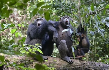 Diversidad cultural de los chimpancés está siendo amenazada por los humanos