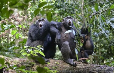 Diversidad cultural de los chimpancés está siendo amenazada por los humanos