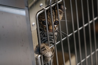 Una clínica da una nueva vida a animales salvajes víctimas del tráfico ilegal en Panamá