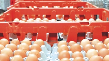 Exportaciones de huevos fértiles aumentan 32%