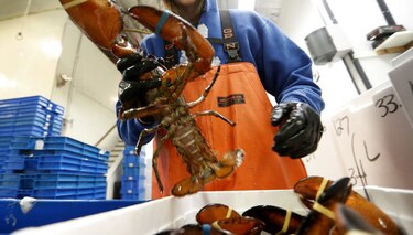 Pescadería ofrece marihuana a langostas antes de cocinarlas