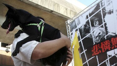 Taiwán prohíbe la venta y consumo de carne de perros y gatos