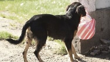Colón: la ciudad de los perros