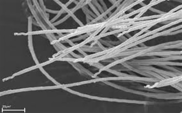 Descubren en Australia espermatozoides fosilizados de 17 millones de años
