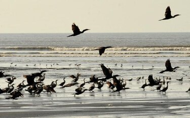 Alertan en Perú muerte de miles de aves marinas por escasez de alimento