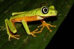 Un libro para proteger a los anfibios del Parque Nacional Darién
