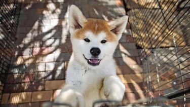 Para nutrir a su perro y cuidar al planeta Tierra