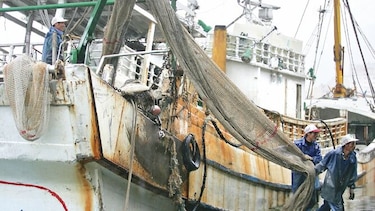 Francia se adelanta y prohíbe pesca de arrastre eléctrica