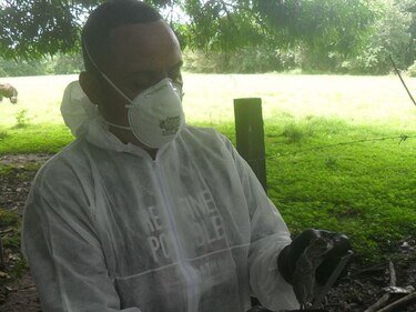 Minsa detecta más casos de virus hanta en Los Santos