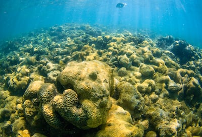 Los arrecifes aún pueden regenerarse si se controla la subida de la temperatura del mar 