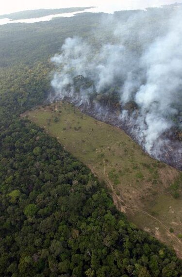 Deforestación en Amazonia aumentó 35% en primer semestre
