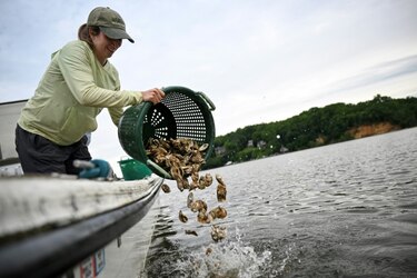 En Estados Unidos, voluntarios crían ostras para limpiar los mares