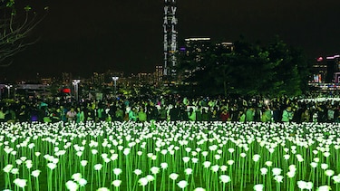 Miles de rosas llenas de luz