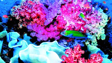 Arrecifes de coral, enfermos de basura