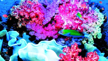 Arrecifes de coral, enfermos de basura