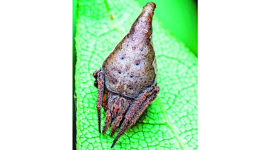 Araña bautizada en homenaje a Harry Potter