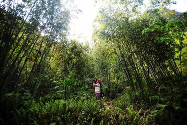 Bosques de China crecieron 60 millones de hectáreas en 20 años
