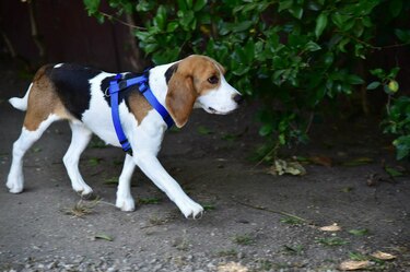 Universidad defiende estudio en el que sacrificó perras Beagle