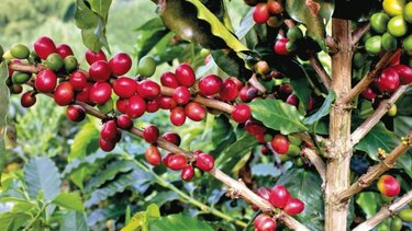 Cafeteros piden ayuda para frenar apreciación del peso