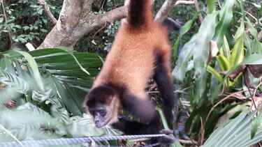 Colocan cámaras en Azuero para el estudio de monos en peligro de extinción