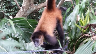 Colocan cámaras en Azuero para el estudio de monos en peligro de extinción