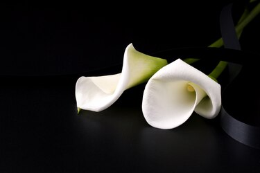 En memoria de nuestra amada hija Ismarí Pimentel De Sedas de Kravcio