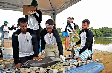 Delfines de la Amazonía están contaminados con mercurio, revela informe