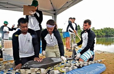 Delfines de la Amazonía están contaminados con mercurio, revela informe