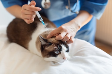 Estudio revela que gatos domésticos en Panamá tienen alta resistencia a antibióticos